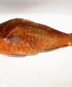 Parrot Fish