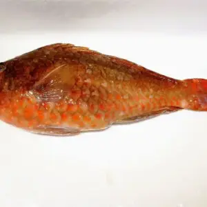 Parrot Fish