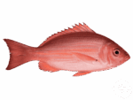 Red_Snapper_ID_1600x_59260e3e7f