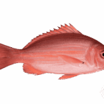 Florida Red Snapper
