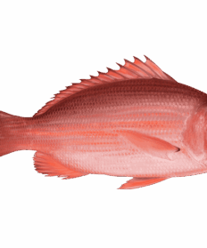 Florida Red Snapper