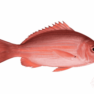 Florida Red Snapper