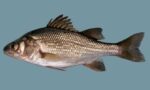 White_Perch_page_image