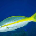 Yellow Tail Snapper