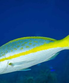 Yellow Tail Snapper