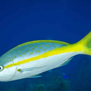 Yellow Tail Snapper