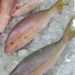 Yellow Tail Snapper