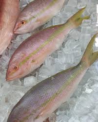 Yellow Tail Snapper