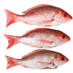 Florida Red Snapper