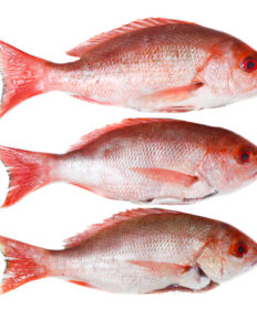 Florida Red Snapper