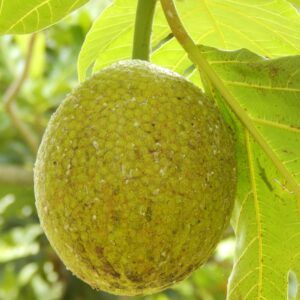 Jamaican Pride Breadfruit Chunks Raw Frozen 454 g