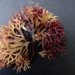 Jamaican Pride Irish Sea Moss 55 lb