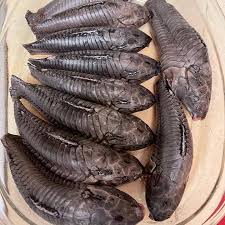 Savannah Hassar Bulk Frozen Medium 44lbs